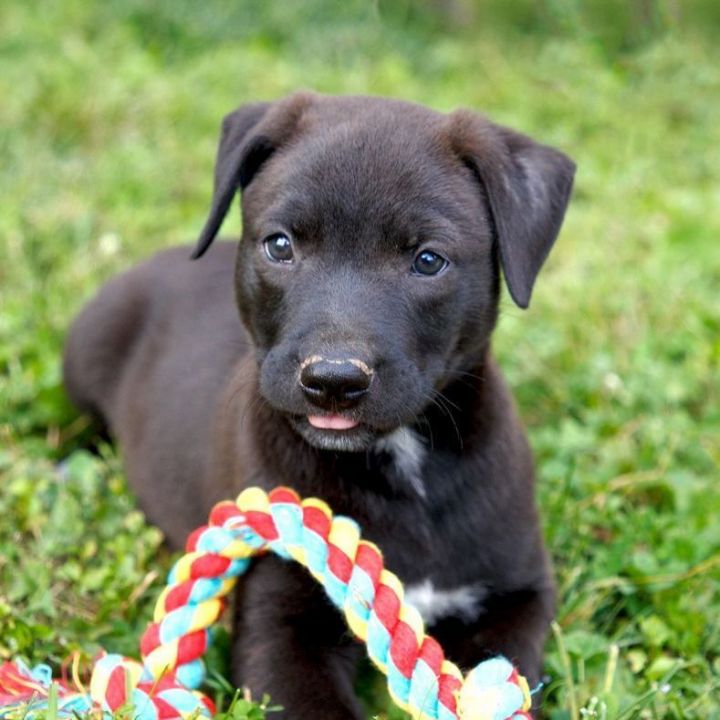 Dog for adoption - Dutch, a Black Labrador Retriever Mix in Murray, KY ...