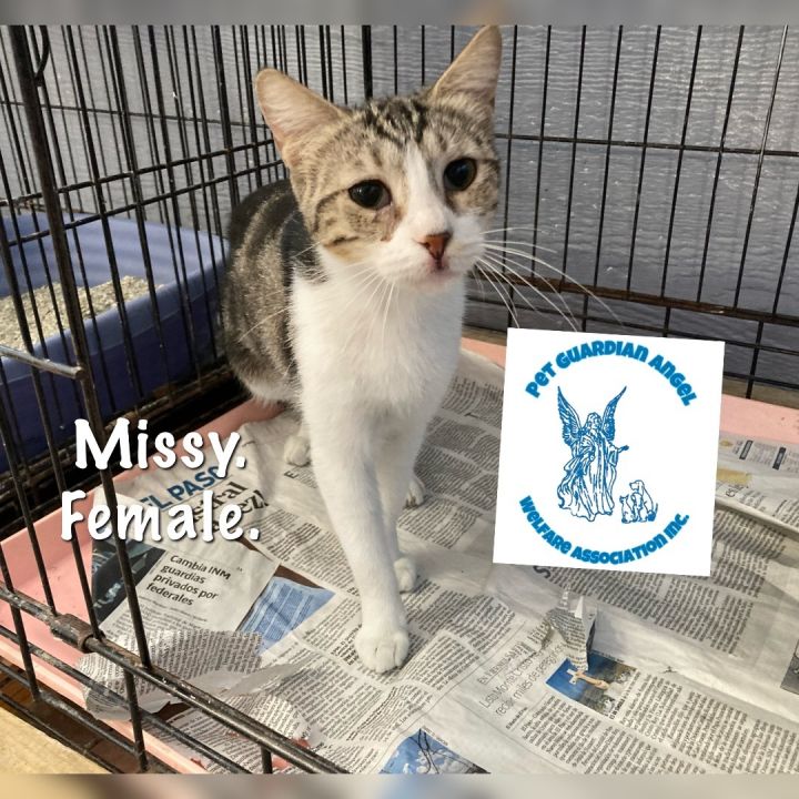 Missy, an adoptable Domestic Short Hair Mix in El Paso, TX_image-1