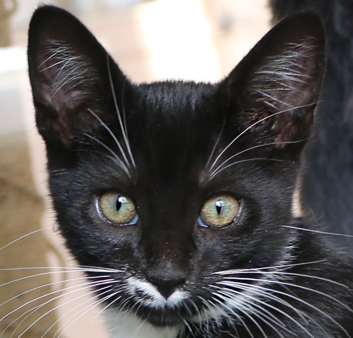 Inky, an adoptable Domestic Short Hair in Charles Town, WV_image-1