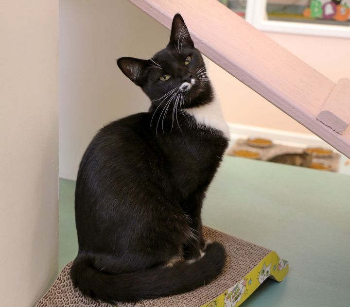 Inky, an adoptable Domestic Short Hair in Charles Town, WV_image-4