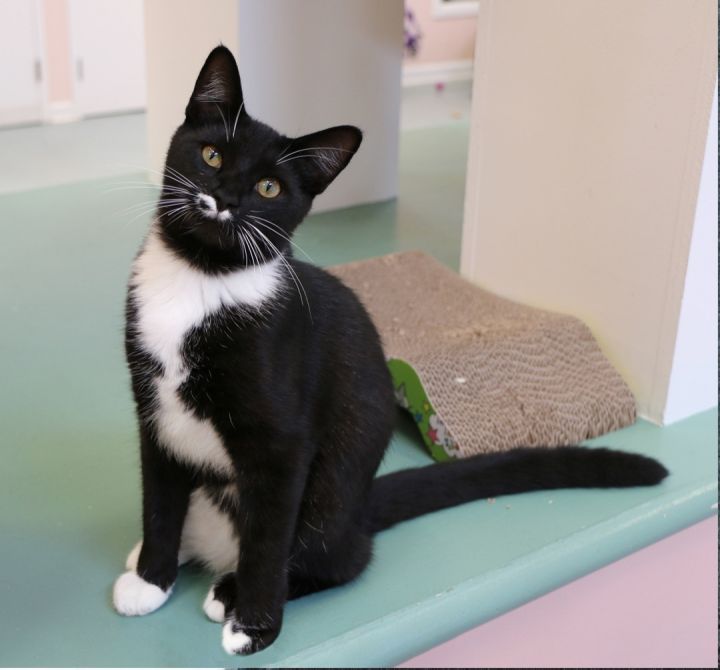 Inky, an adoptable Domestic Short Hair in Charles Town, WV_image-6