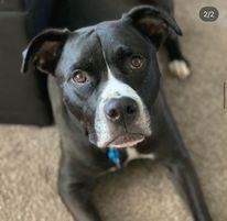 Titus, an adoptable American Staffordshire Terrier in New Philadelphia, OH_image-1