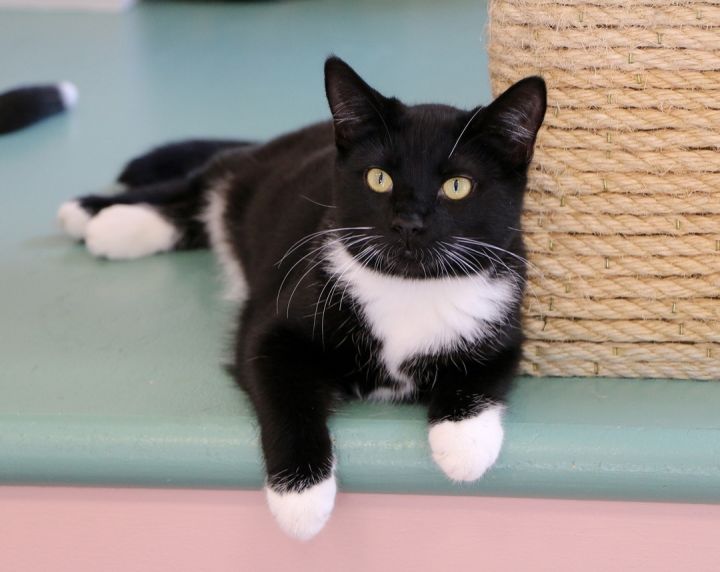 Squish, an adoptable Domestic Short Hair in Charles Town, WV_image-1