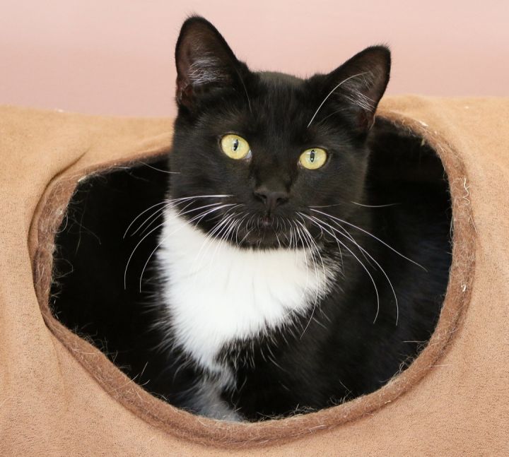 Squish, an adoptable Domestic Short Hair in Charles Town, WV_image-3