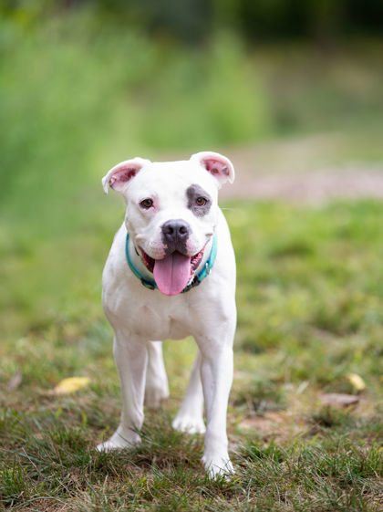 Jay Jay, an adoptable Pit Bull Terrier Mix in Fishers, IN_image-1