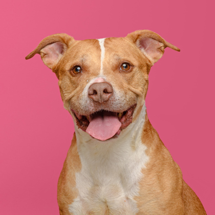 Princess, an adoptable Staffordshire Bull Terrier Mix in Mount Holly, NJ_image-1