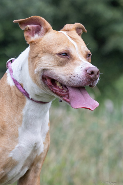 Princess, an adoptable Staffordshire Bull Terrier Mix in Mount Holly, NJ_image-3