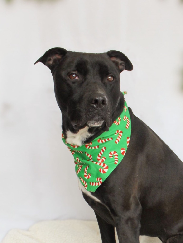 Lil Bow-Wow, an adoptable Mixed Breed in Menomonie, WI, 54751 | Photo Image 1