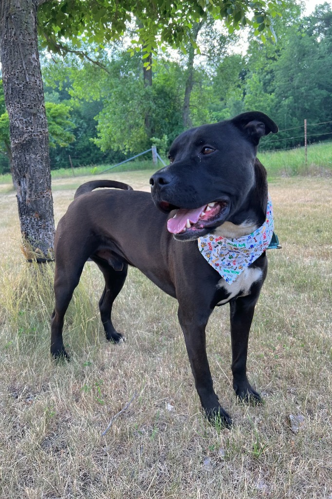 Lil Bow-Wow, an adoptable Mixed Breed in Menomonie, WI, 54751 | Photo Image 3