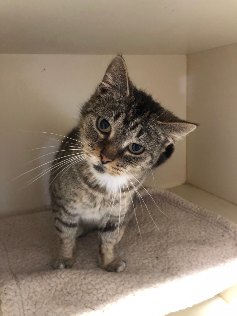 G37 Taco, an adoptable Domestic Short Hair in Mullins, SC, 29574 | Photo Image 1