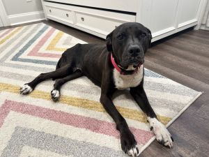 Mary Lou (In Foster) Pit Bull Terrier Dog