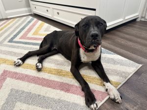 Mary Lou (In foster) Pit Bull Terrier Dog