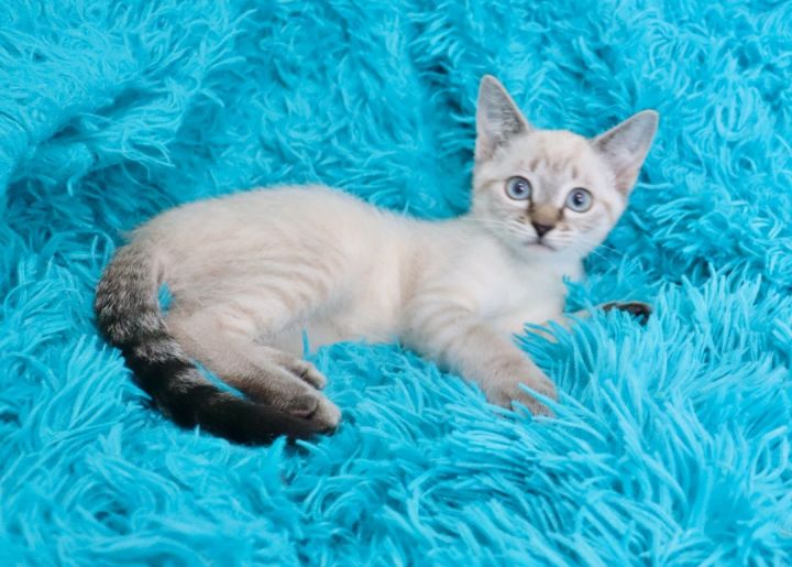 Brian, an adopted Siamese Mix in Saint Augustine, FL_image-1