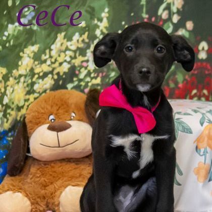 CeCe 1