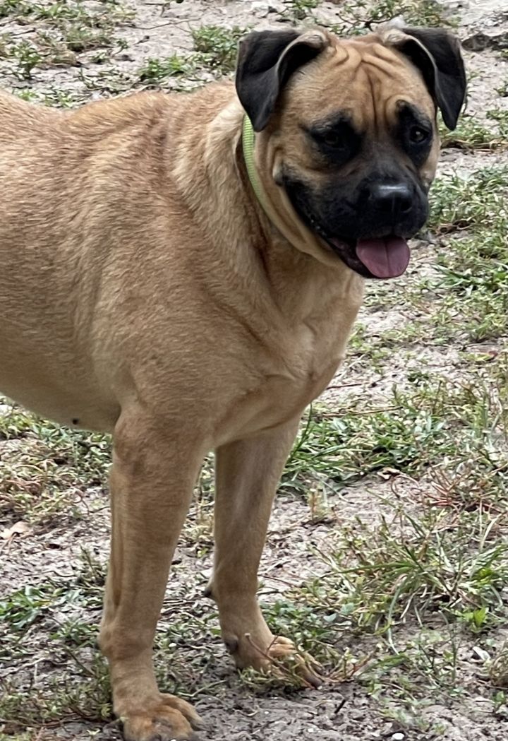 Big Girl, Big LOVE!!!, an adoptable Black Mouth Cur & Mastiff Mix in Fort Myers Beach, FL_image-4