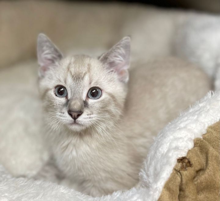 Kittichat, an adopted Siamese in Naperville, IL_image-1