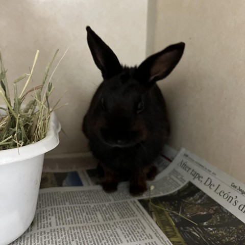Volcom, an adoptable Mini Rex in Westminster, CA_image-2