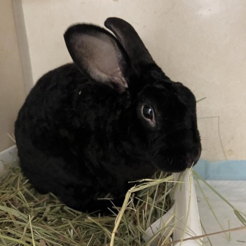 Volcom, an adoptable Mini Rex in Westminster, CA_image-3