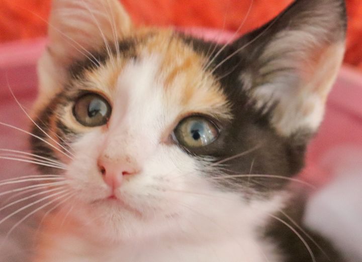 Candy, an adopted Calico in Saint Augustine, FL_image-3