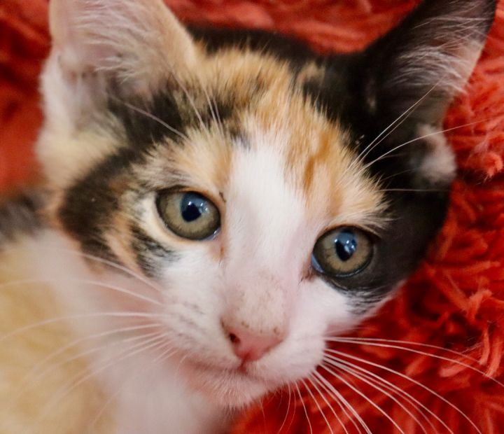 Candy, an adopted Calico in Saint Augustine, FL_image-6