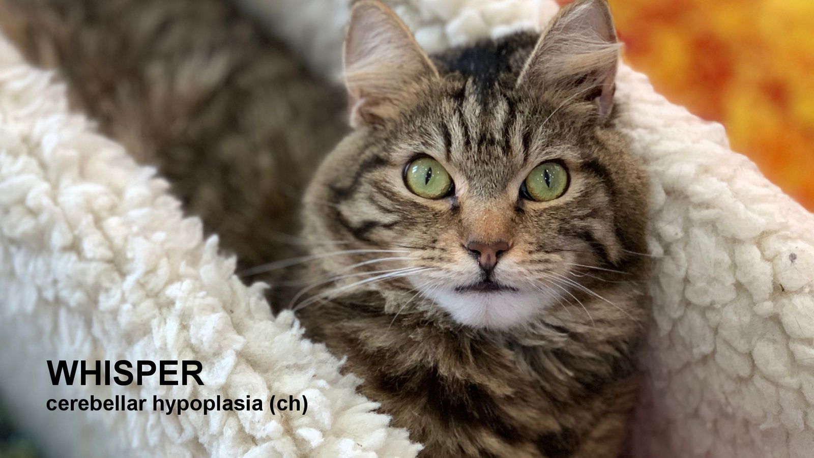 Whisper, an adoptable Domestic Medium Hair in Santa Rosa, CA, 95404 | Photo Image 1