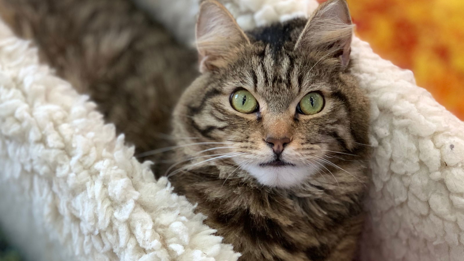 Whisper, an adoptable Domestic Medium Hair in Santa Rosa, CA, 95404 | Photo Image 2