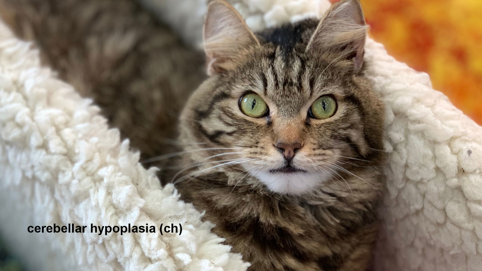 Whisper, an adoptable Domestic Medium Hair in Santa Rosa, CA, 95404 | Photo Image 3