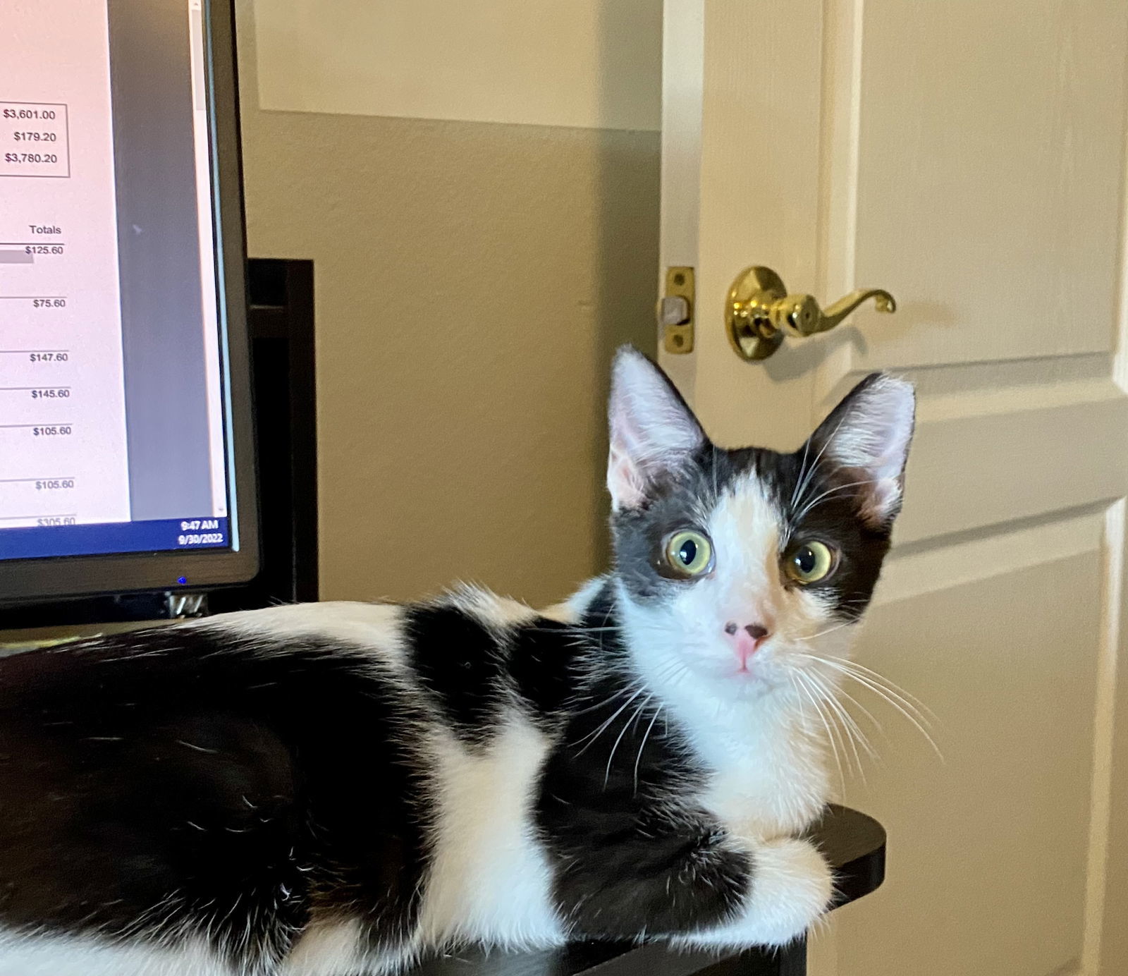 Colin Robinson (bonded to Nandor the Relentless), an adoptable Domestic Short Hair in Chandler, AZ, 85244 | Photo Image 1