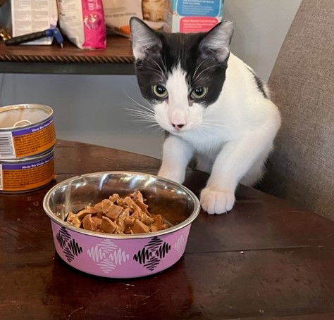 Colin Robinson (bonded to Nandor the Relentless), an adoptable Domestic Short Hair in Chandler, AZ, 85244 | Photo Image 2