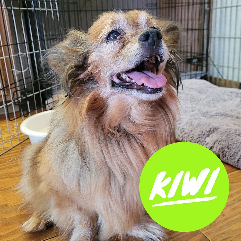 Kiwi, an adoptable Pomeranian, Chihuahua in Powell Butte, OR, 97753 | Photo Image 2