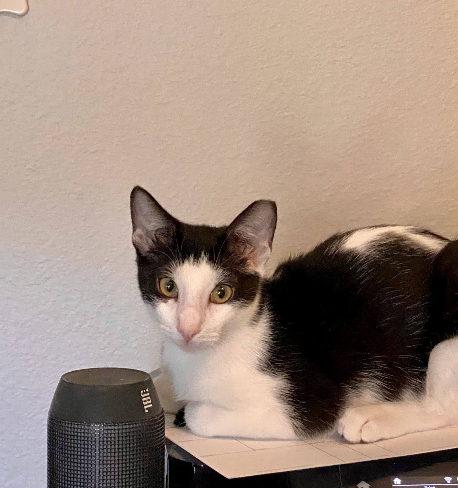 Nandor the Relentless (bonded to Colin Robinson), an adoptable Domestic Short Hair in Chandler, AZ, 85244 | Photo Image 1