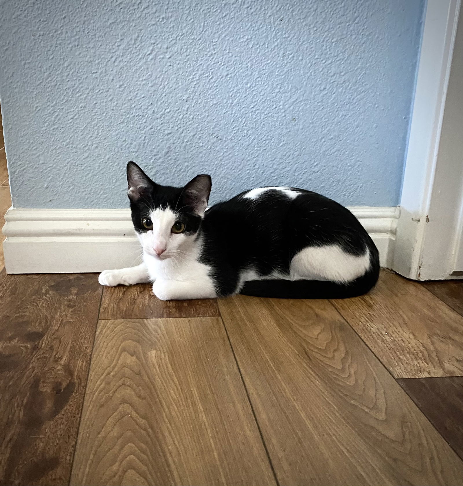 Nandor the Relentless (bonded to Colin Robinson), an adoptable Domestic Short Hair in Chandler, AZ, 85244 | Photo Image 3