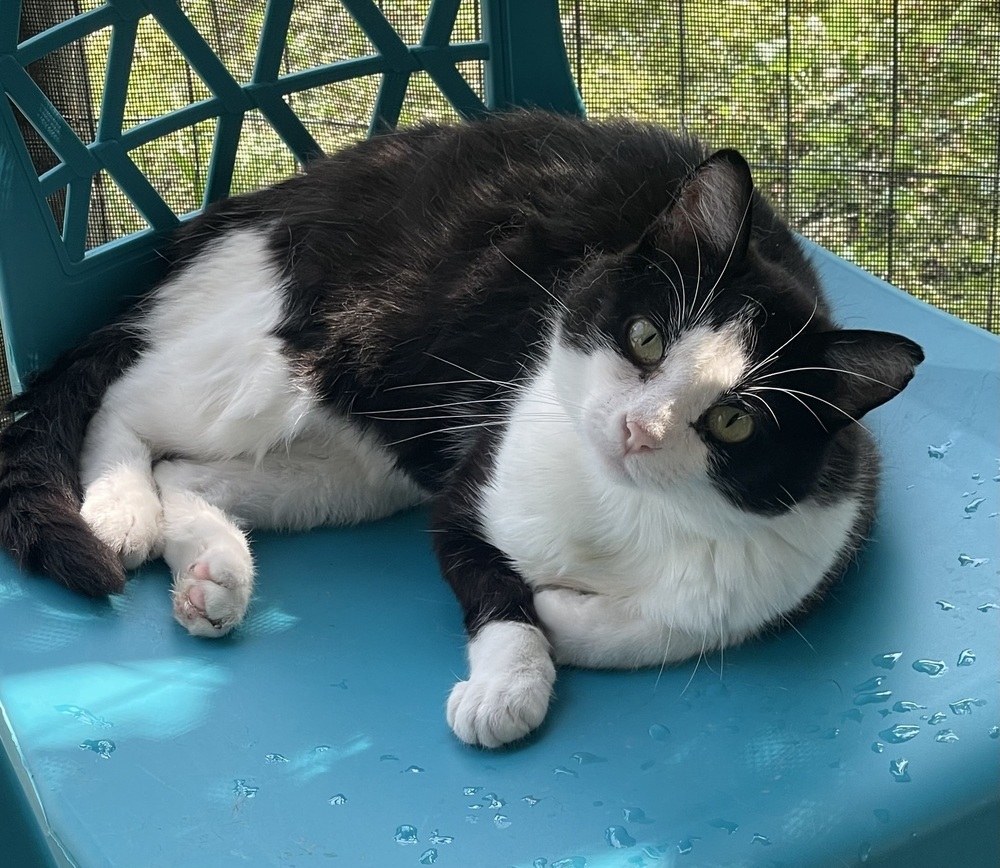 Panda, an adoptable Domestic Short Hair in Sparta, WI, 54656 | Photo Image 1