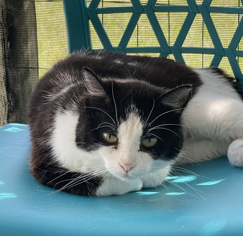 Panda, an adoptable Domestic Short Hair in Sparta, WI, 54656 | Photo Image 2