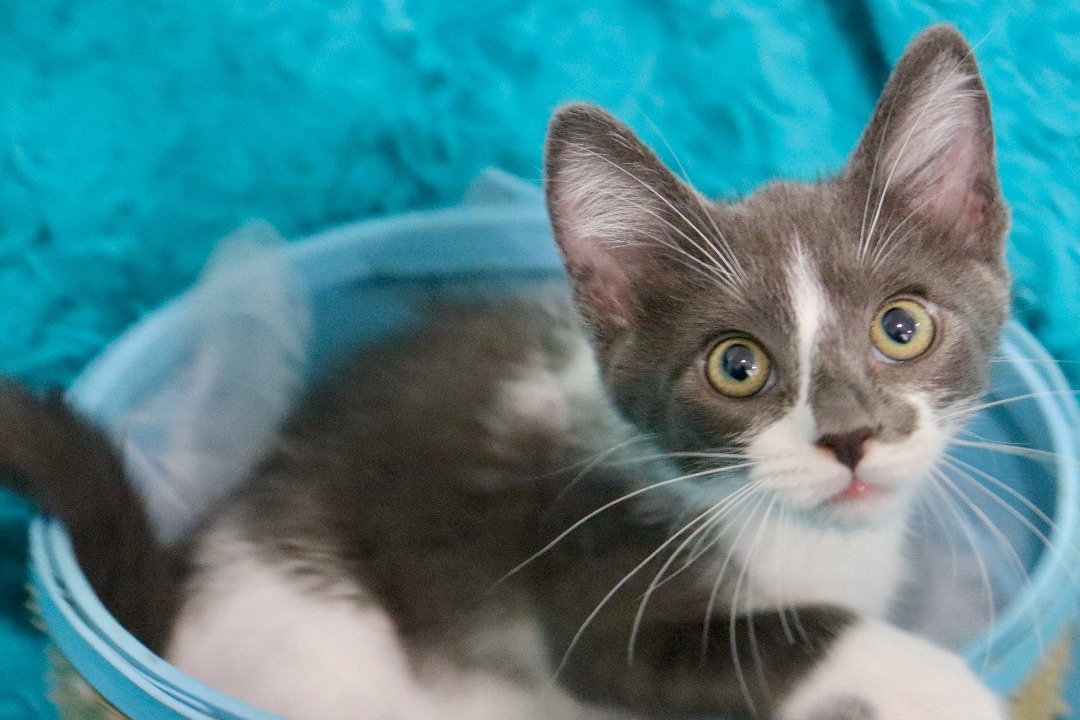 cat-for-adoption-berlin-a-tuxedo-turkish-van-mix-in-saint