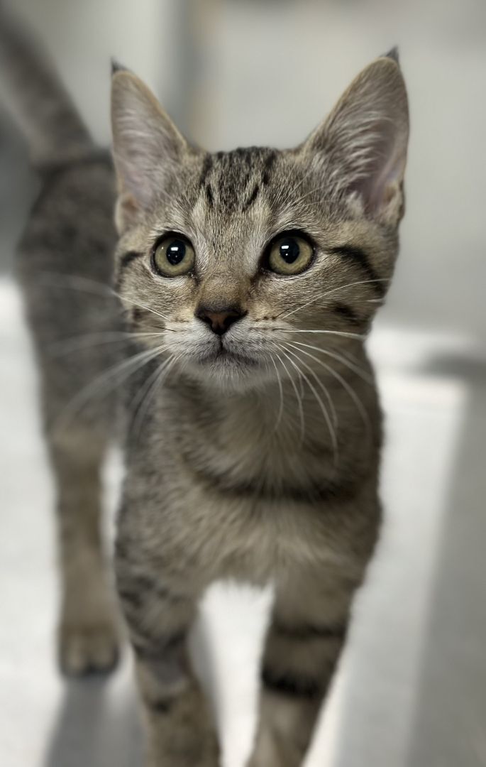 Ellie Kitty , an adoptable Domestic Short Hair Mix in Los Alamitos, CA_image-4