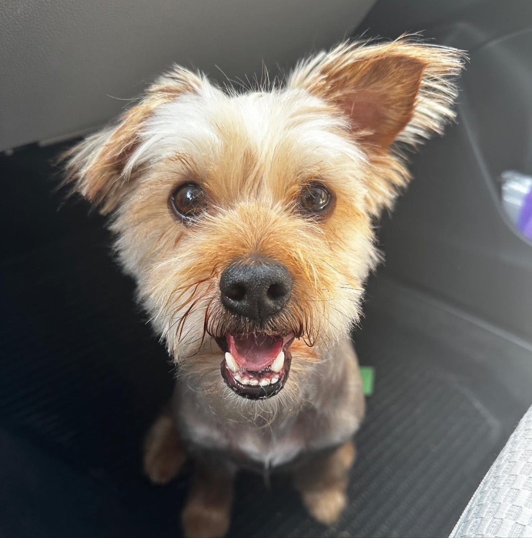 Petfinder best sale yorkshire terrier