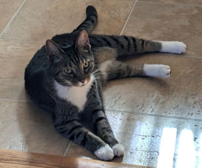 Stacy LAP CAT - FEE WAIVED