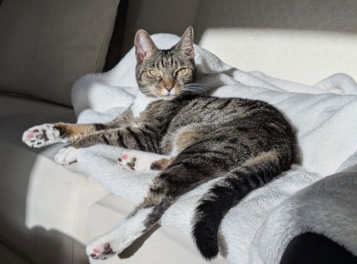 Stacy LAP CAT - FEE WAIVED 3