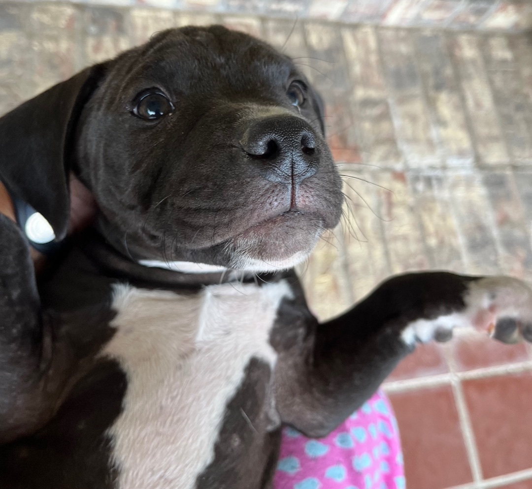 pitbull dog blue nose black and white puppies