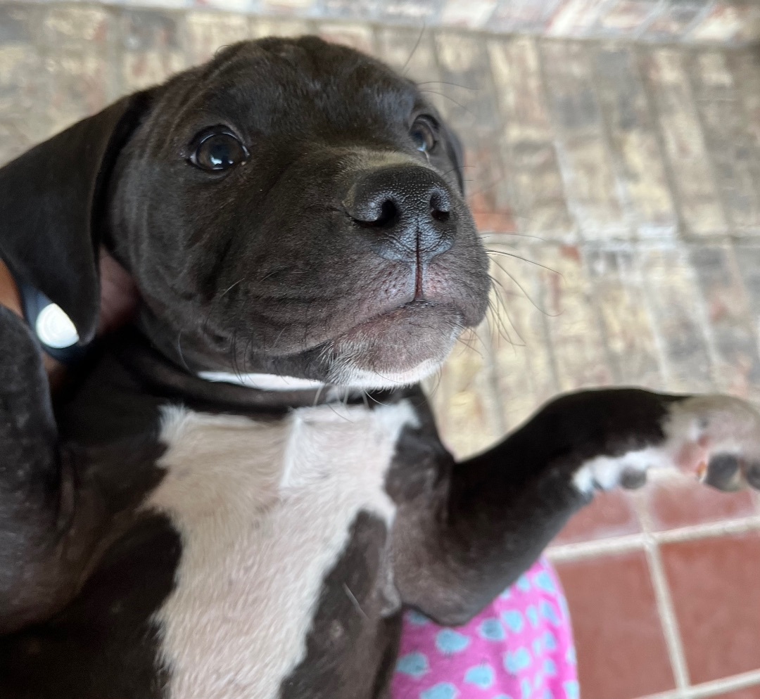 Pitbull dachshund mix store puppies