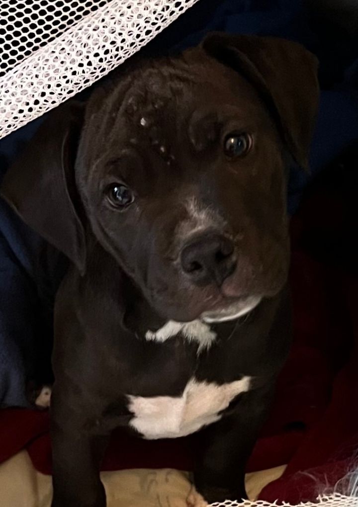 Blue nose pitbull puppies 2024 for adoption near me