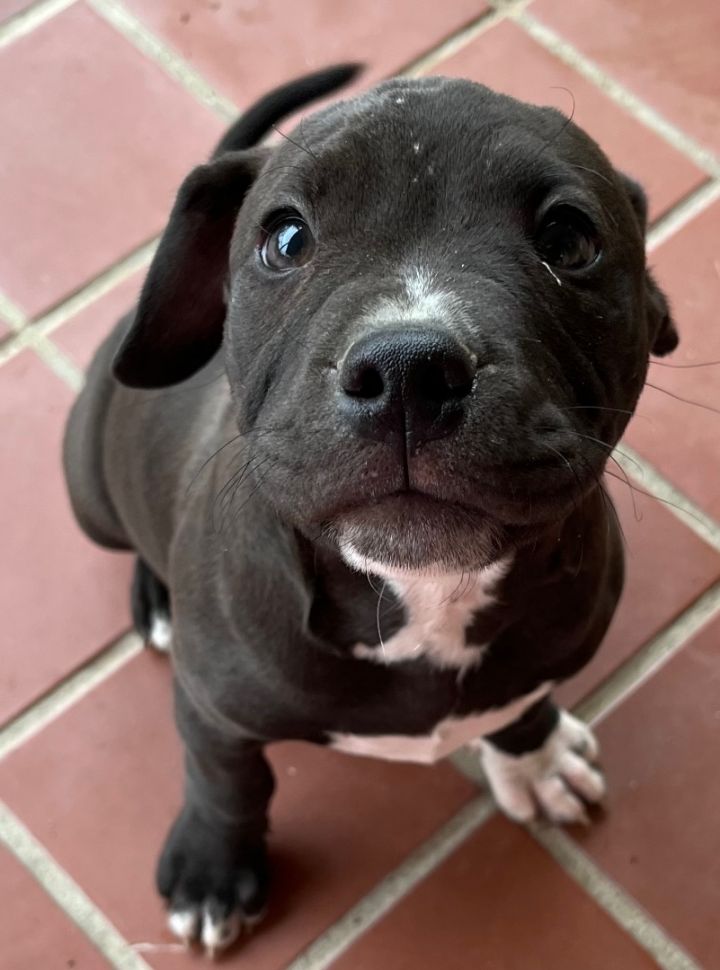 Pitbull mixed with store dachshund