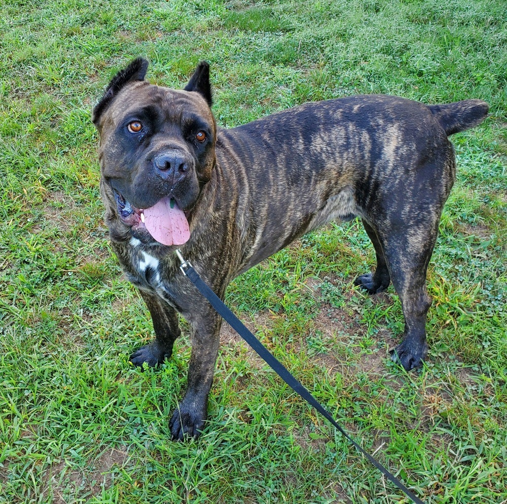 Adopt a Cane Corso near New York, NY