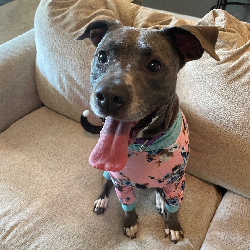 Dog for adoption - Aggie, a Pit Bull Terrier & Blue Lacy Mix in Joppa ...