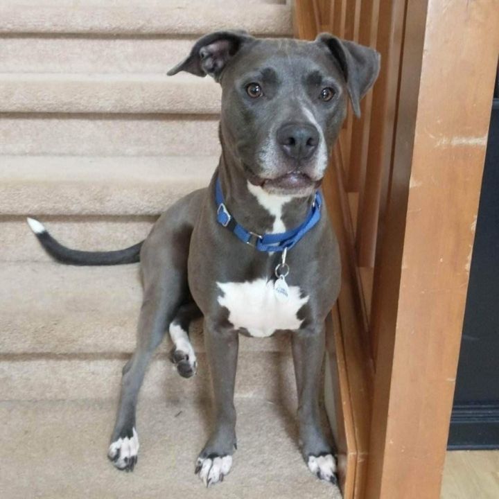 Dog for adoption - Aggie, a Pit Bull Terrier & Blue Lacy Mix in Joppa ...