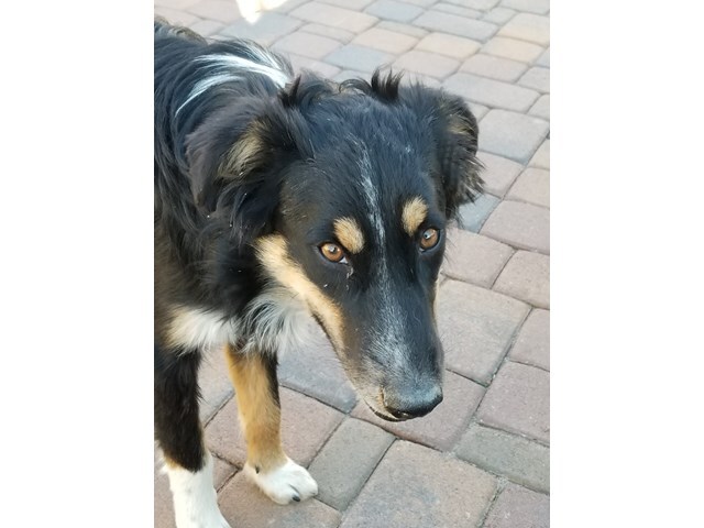 Black shepherd best sale collie mix