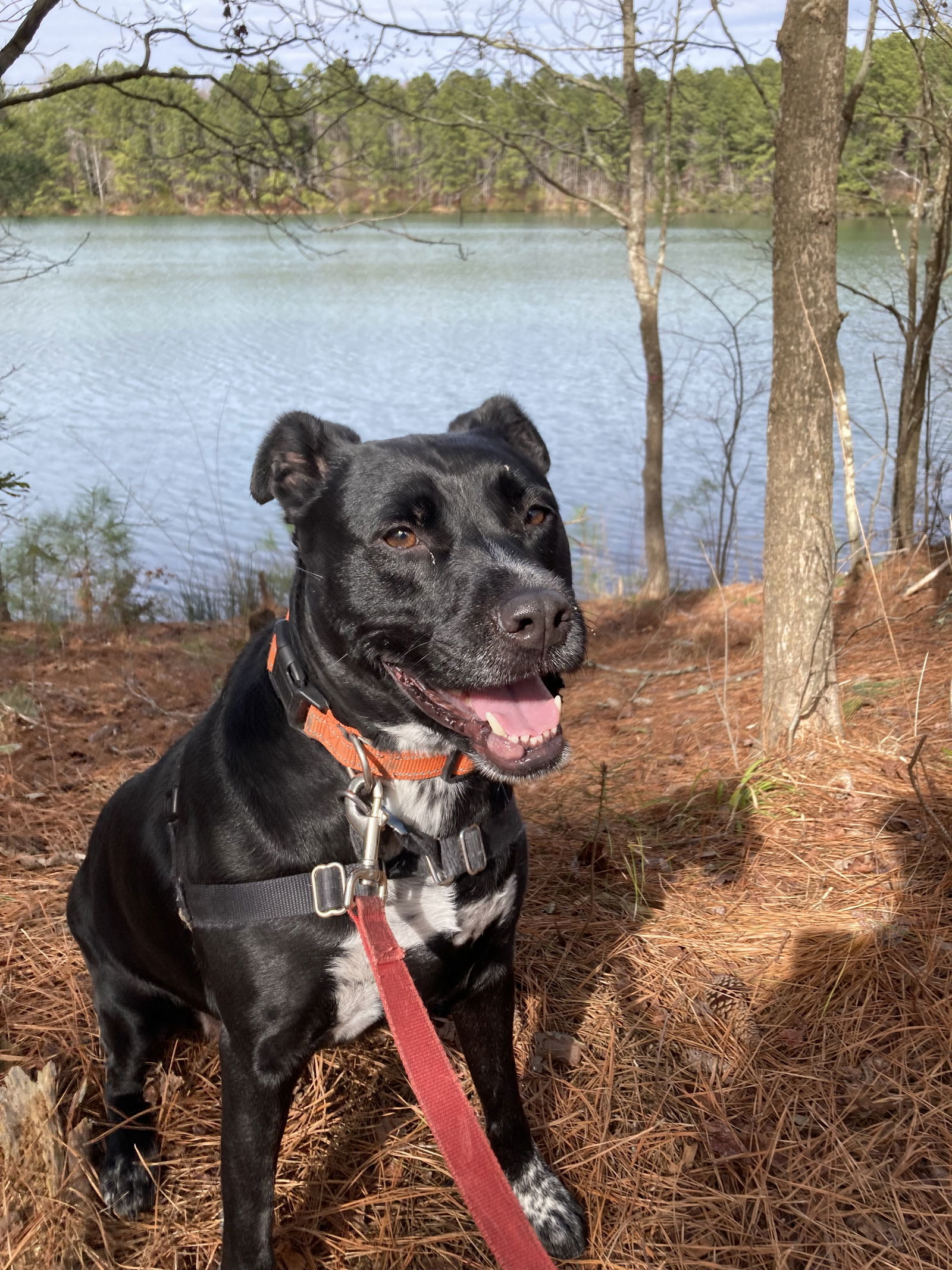 2501-0658 Iris, an adoptable Pit Bull Terrier in Virginia Beach, VA, 23451 | Photo Image 1