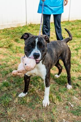 Lorena is a sweet and gentle pup with pretty brindle coloring and low to medium energy Volunteers s