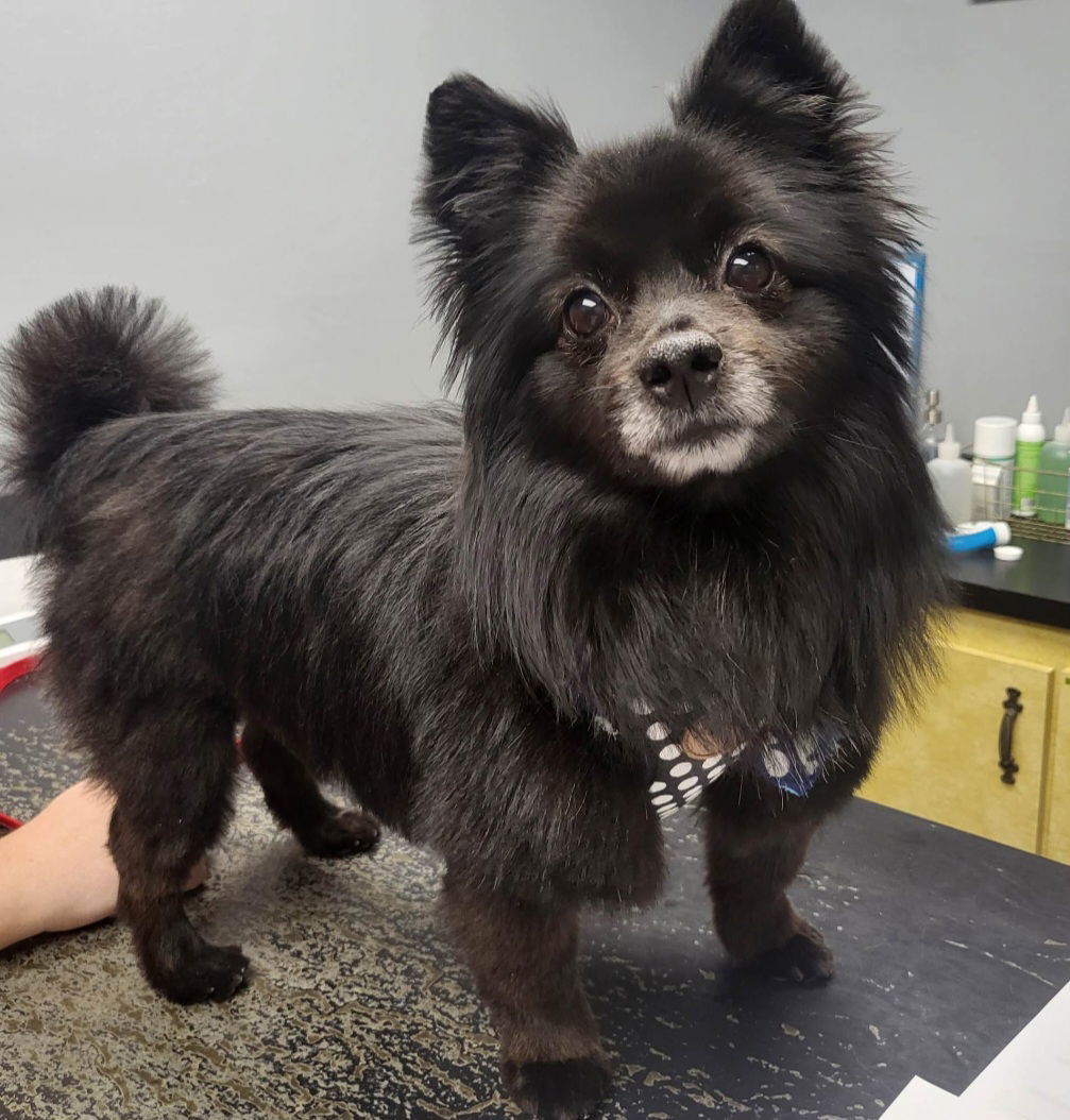 Steely, an adoptable Pomeranian in Lebanon, PA, 17046 | Photo Image 1